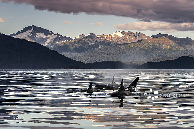 逆戟鲸（虎鲸）在林恩运河朱诺附近水面，内通道，背景是海岸山脉图片素材