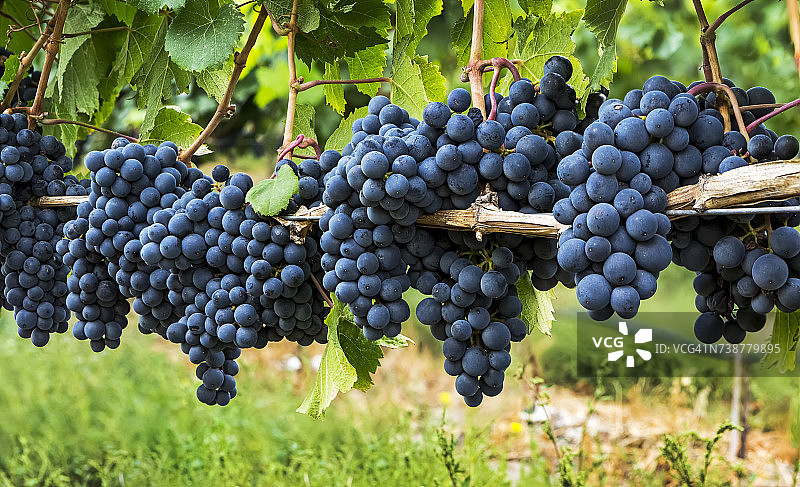 葡萄藤上悬挂着的一排排深紫色葡萄图片素材