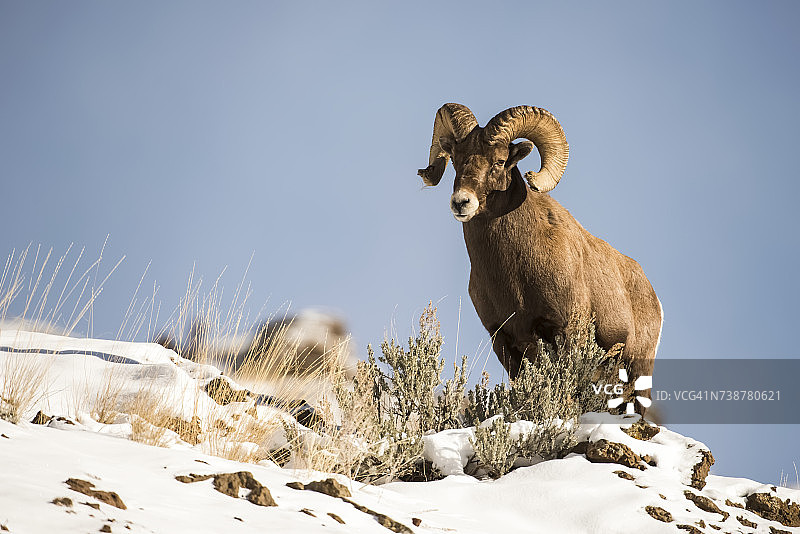 肖肖尼国家森林的雪岭上，野生大角公羊图片素材