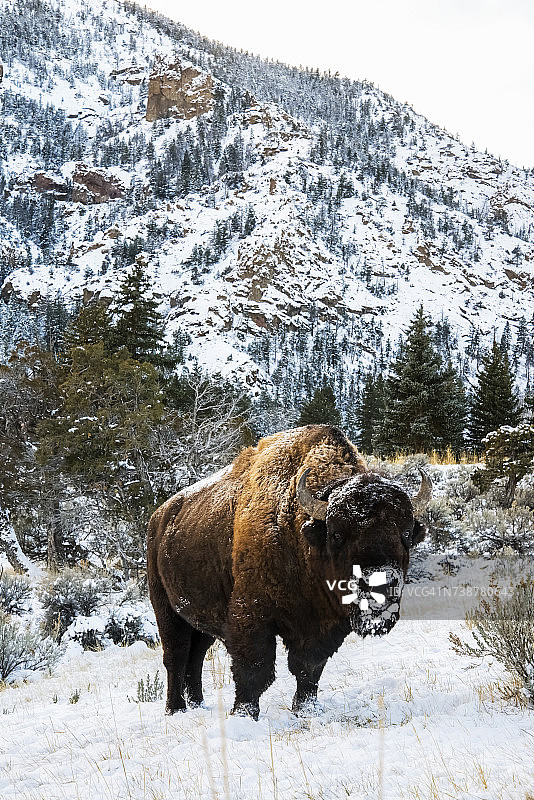 美洲野牛，肖松尼国家森林，口鼻覆盖着雪图片素材