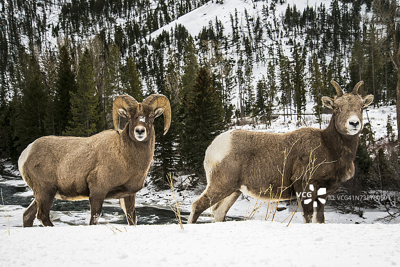 肖肖尼国家森林，肖肖尼河北叉雪坡上的野 Big Horn Sheep公羊和母羊图片素材