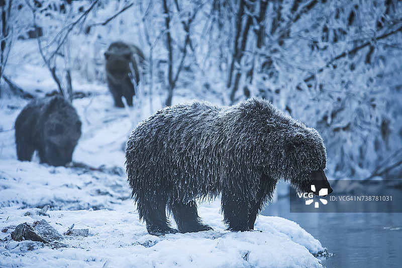 加拿大育空地区尼恩利尼克（钓鱼支流）领地公园内的灰熊图片素材