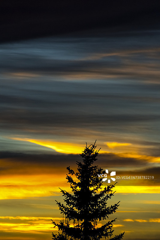 日落时分，色彩斑斓的天空下常绿树的轮廓图片素材