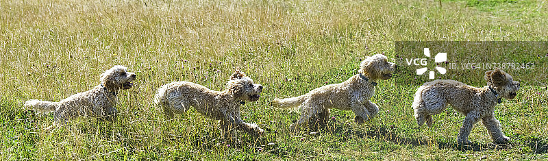金色可卡犬在草地上奔跑合成图图片素材