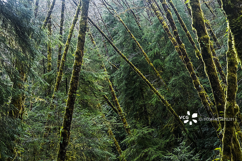 红桤木与针叶树一同生长图片素材
