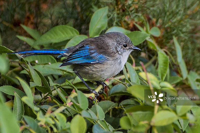 澳大利亚珀斯华丽细尾鹩莺图片素材