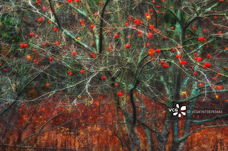 十一月的野生苹果树图片素材