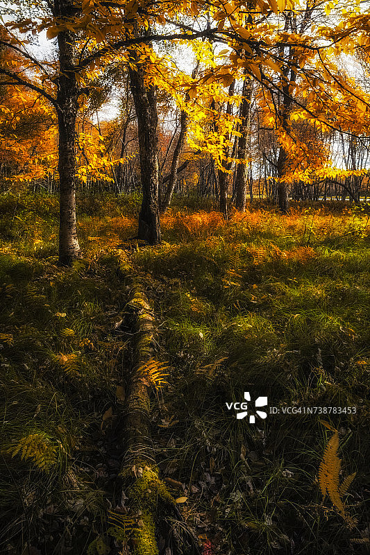 凯基姆库吉克国家公园默西河漫滩附近，秋色森林草甸蕨类植物中的苔藓覆盖的枯木图片素材