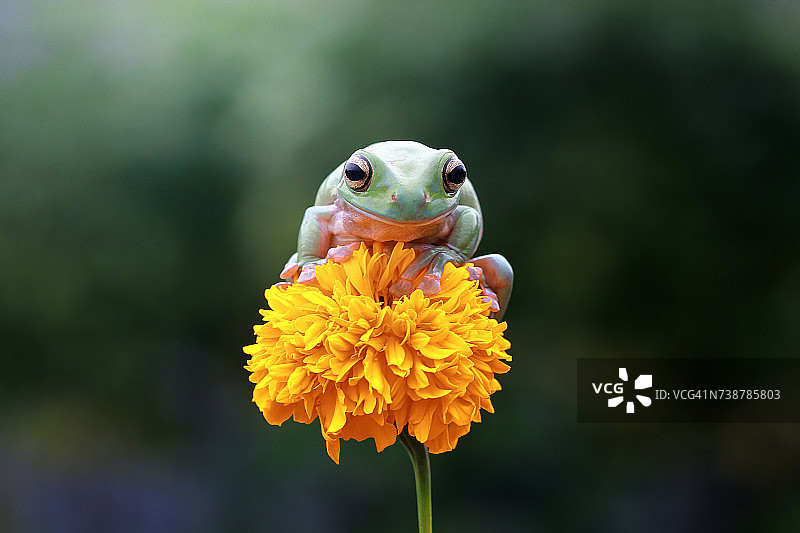 栖息在花朵上的肥胖树蛙，印度尼西亚图片素材