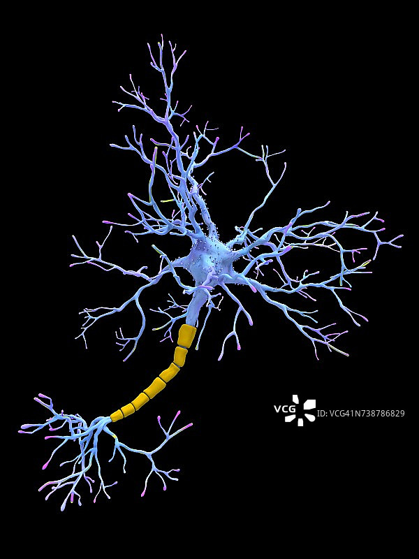 神经元，插图图片素材