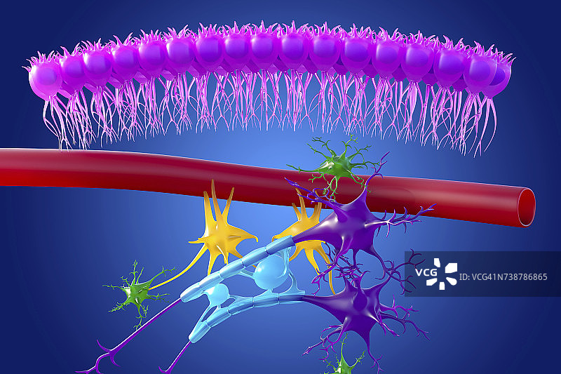 大脑神经组织，图示图片素材