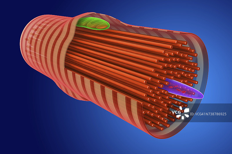 心肌细胞图图片素材