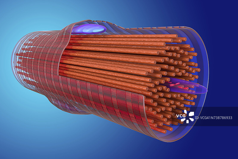 心肌细胞图图片素材