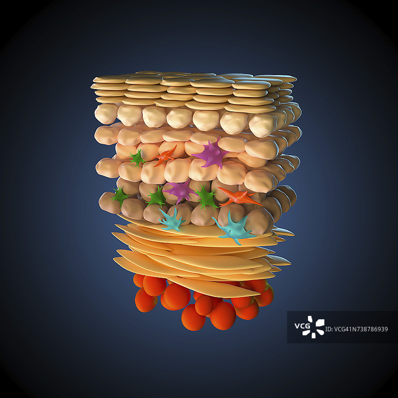 皮肤解剖结构图图片素材