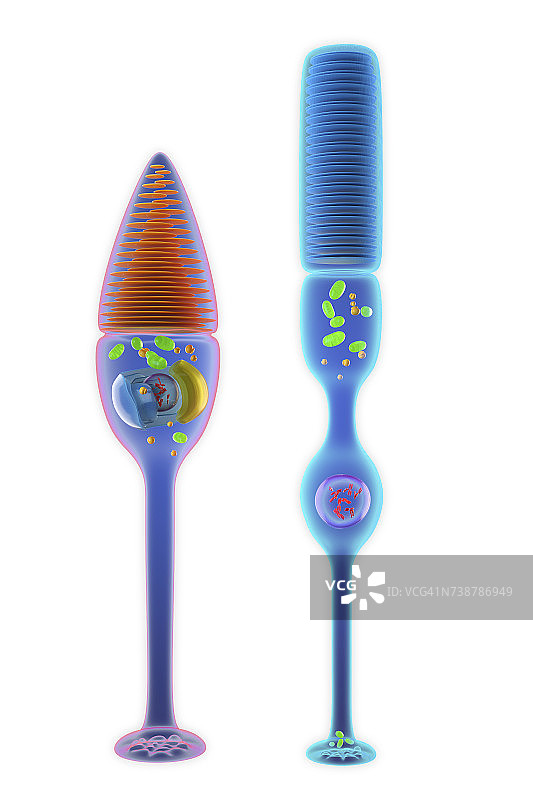 视杆细胞和视锥细胞图示图片素材