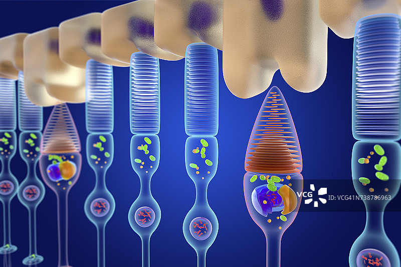 视杆细胞和视锥细胞图示图片素材