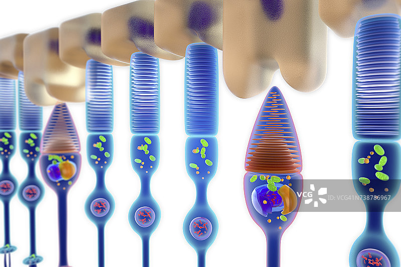 视杆细胞和视锥细胞图示图片素材