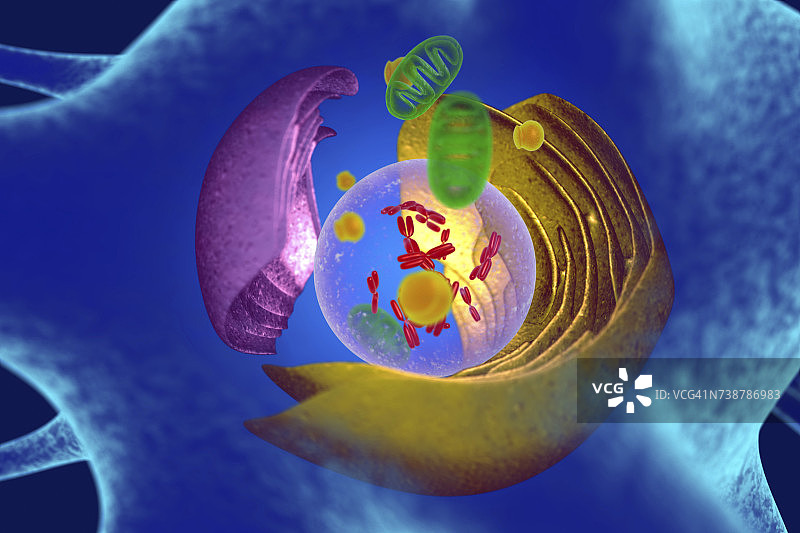 动物细胞图示图片素材