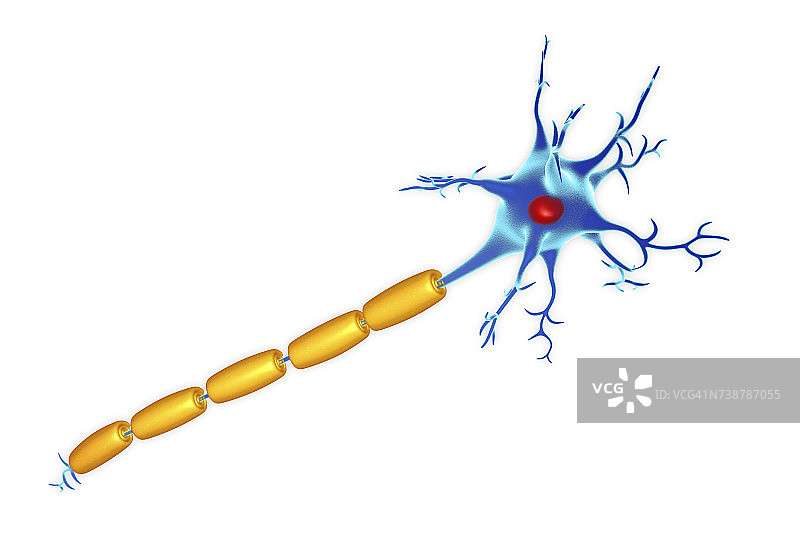 神经细胞、插图图片素材