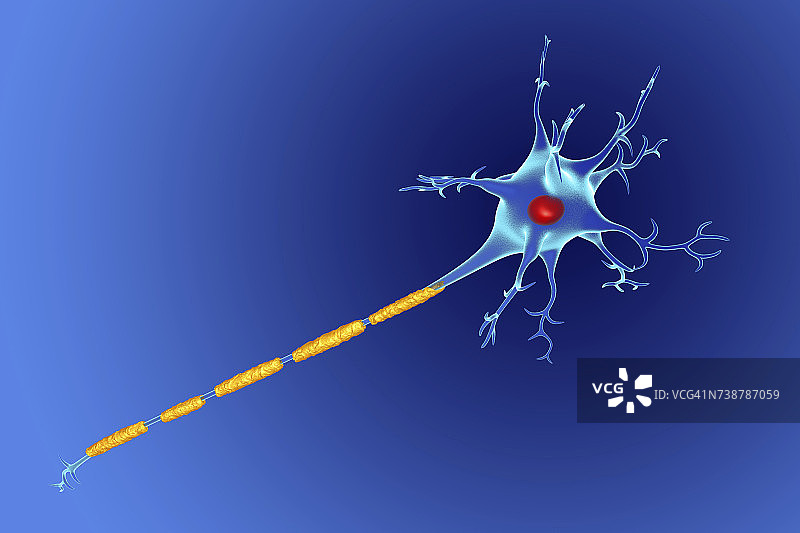 神经细胞、插图图片素材