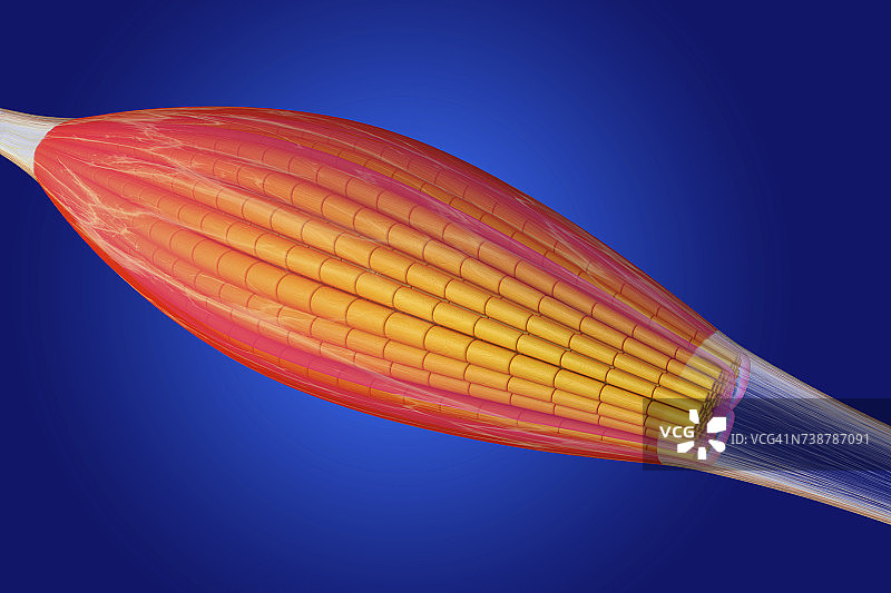 骨骼肌插图图片素材