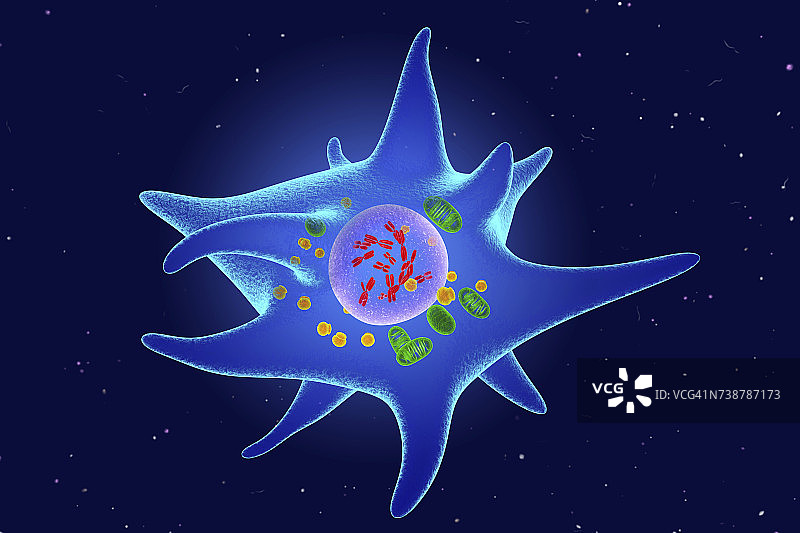 朗格汉斯细胞图示图片素材