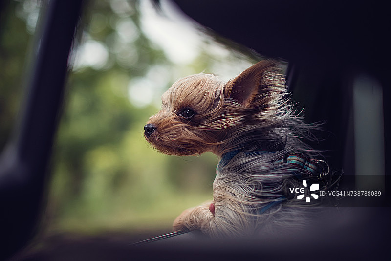 在车窗外迎风张望的约克夏犬图片素材