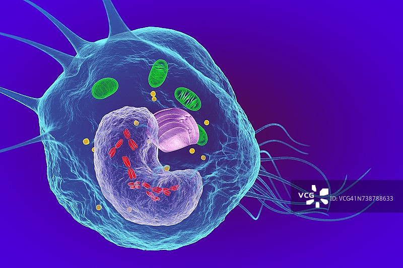 巨噬白细胞插画图片素材