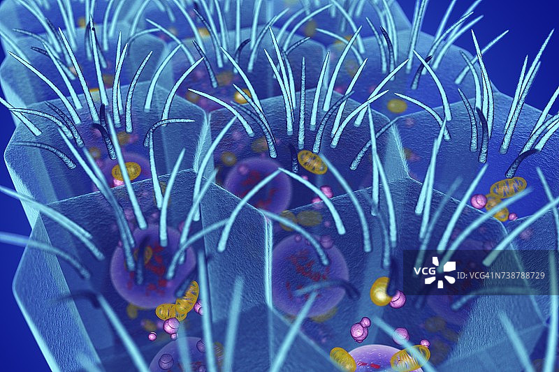 柱状上皮细胞插图图片素材