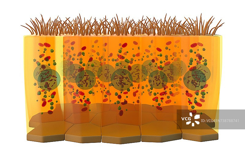 柱状上皮细胞插图图片素材