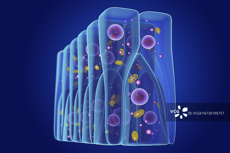 假复层上皮，图示图片素材