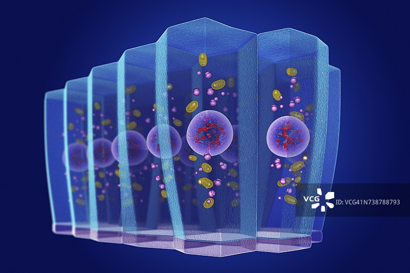 简约柱状上皮细胞插图图片素材