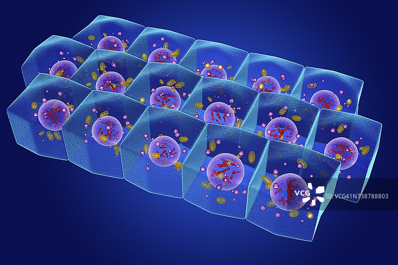 简约柱状上皮细胞插图图片素材