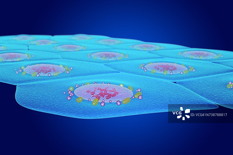 简约鳞状上皮细胞插图图片素材