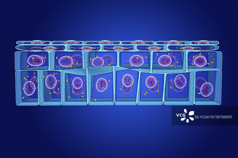 复层鳞状上皮细胞图示图片素材