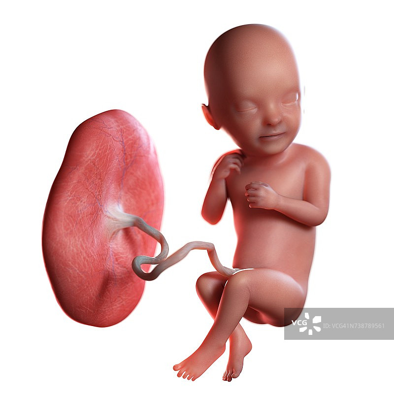 33周大的人类胎儿图示图片素材