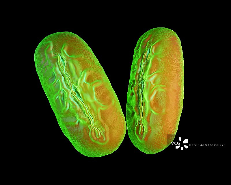 蚕豆花粉图片素材