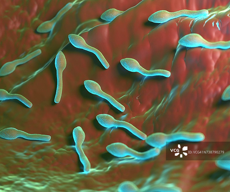 破伤风梭菌图片素材