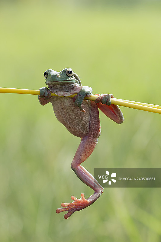 印度尼西亚的树蛙图片素材