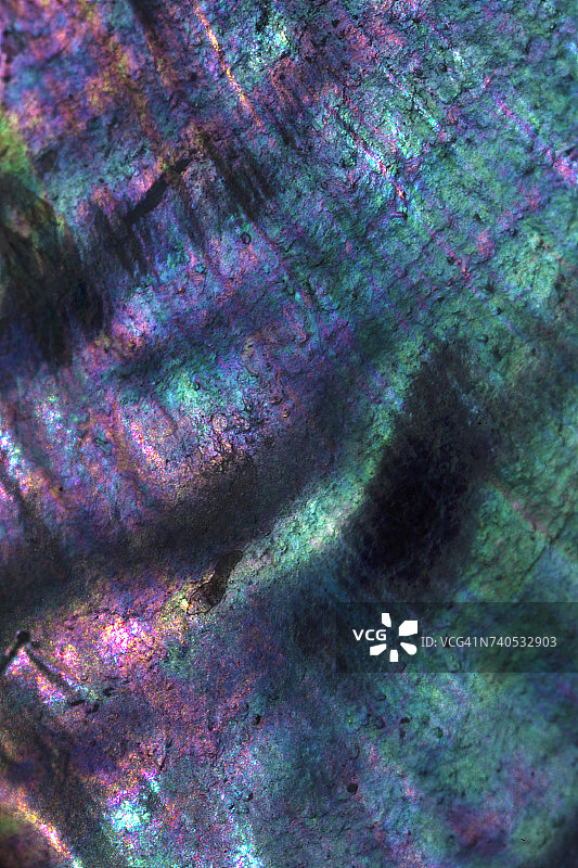 美国加利福尼亚州鲍鱼壳特写图片素材