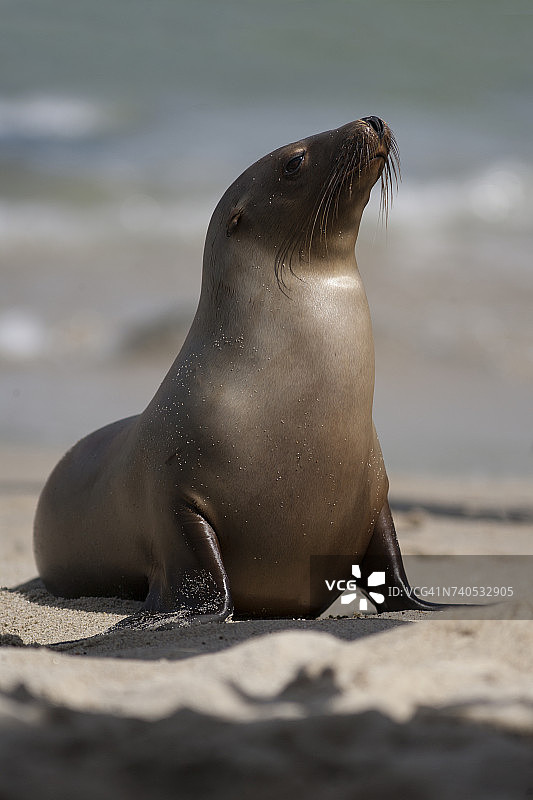 海滩上的小海狮图片素材