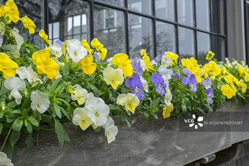 美国马萨诸塞州南塔克特岛的窗台花卉图片素材