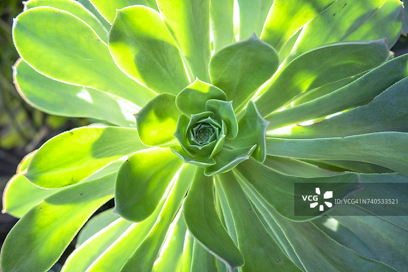 美国马萨诸塞州的多肉植物图片素材