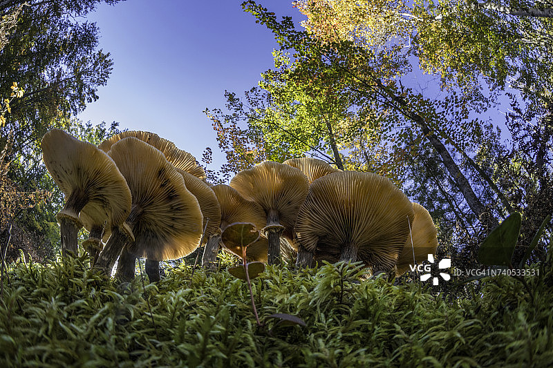 密歇根州上半岛希亚瓦塔国家森林的蘑菇低角度景观，美国图片素材