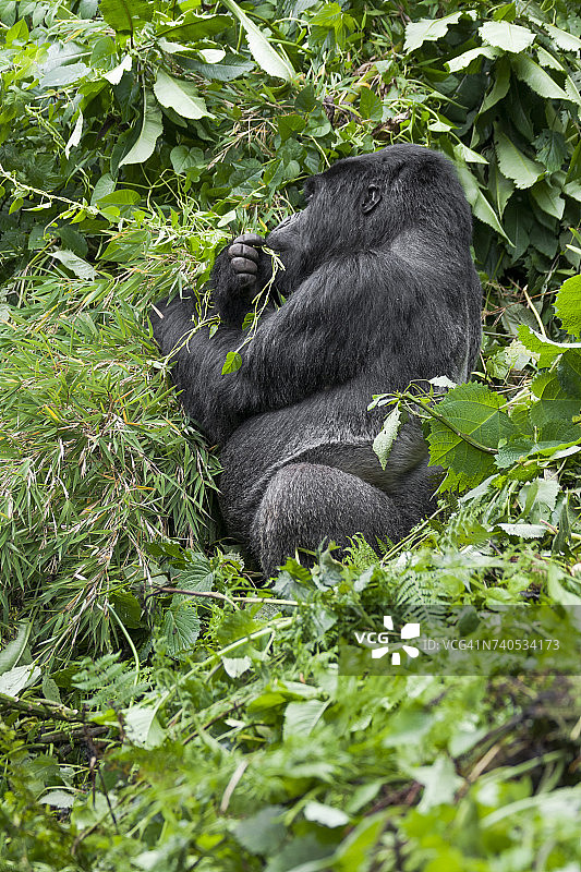 火山国家公园内食用竹叶的银背山地大猩猩图片素材