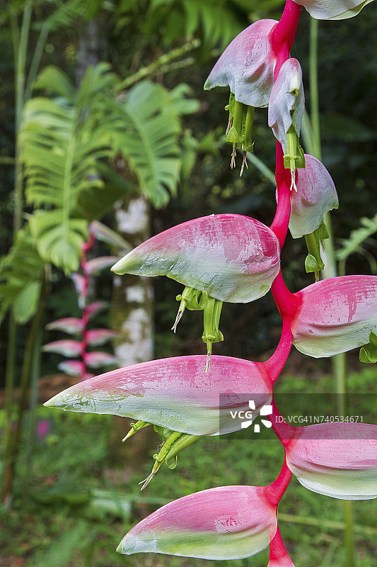 特立尼达和多巴哥，阿萨赖特自然中心的蝎尾蕉图片素材