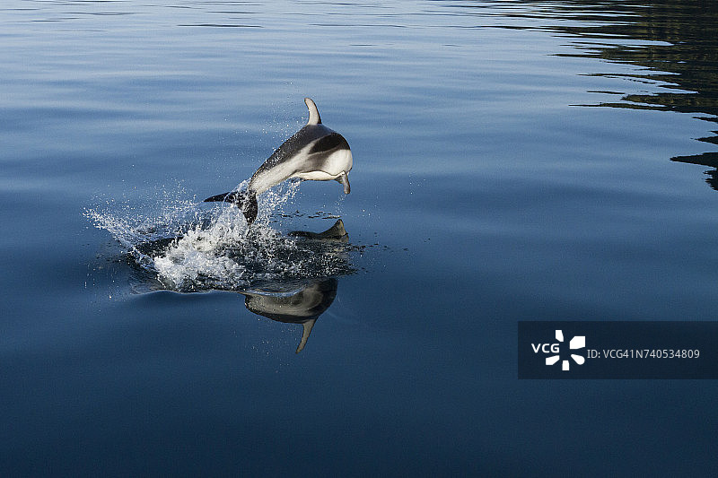 太平洋斑纹海豚在清澈海水中玩耍图片素材