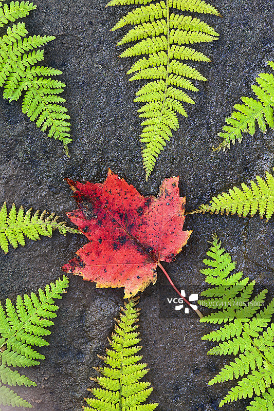 加拿大新斯科舍省布雷顿角岛的绿色蕨类植物和枫叶图片素材