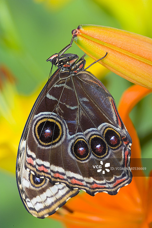 翅膀闭合栖息在百合花上的蓝闪蝶图片素材