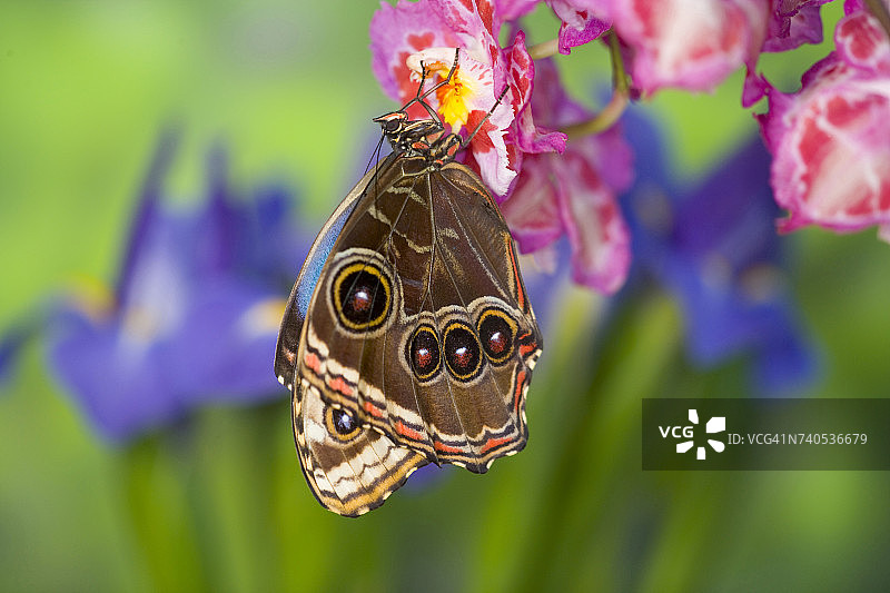 热带蝴蝶蓝色大闪蝶（Morpho granadensis），翅膀合拢落在兰花上图片素材